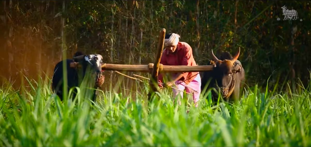 A farmer ploughing a green field with a pair of desi bullocks